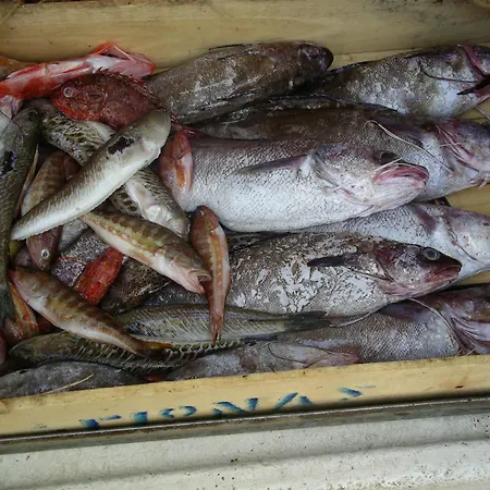 Armonia * Tirós
